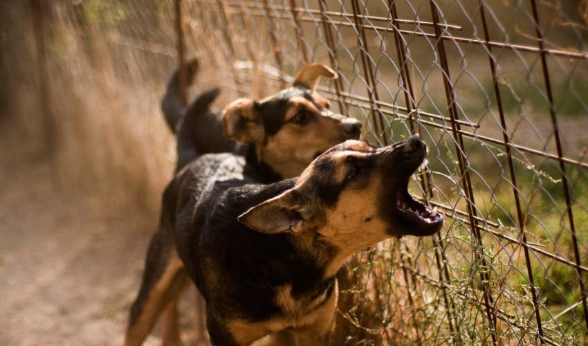 The Ultimate Australian Kelpie Puppies Care Guide for New Owners: Tips and Advice